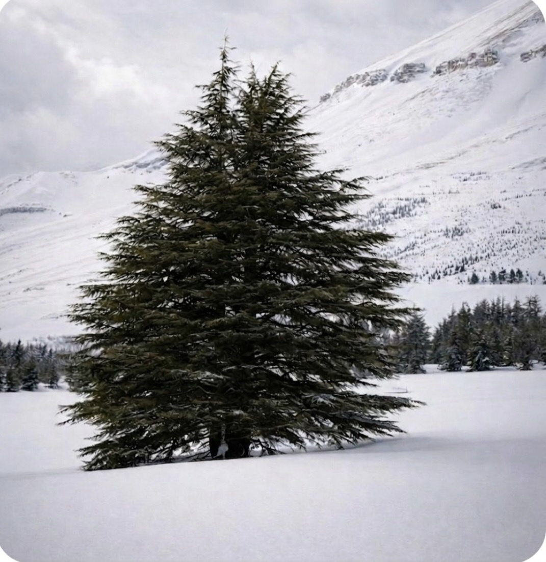 Lebanon – Land of the Cedars